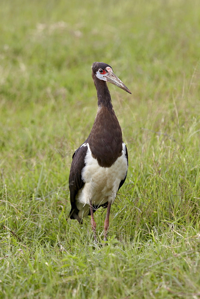 Abdim's stork (Ciconia abdimii), Ngorongoro Crater, Tanzania, East Africa, Africa 