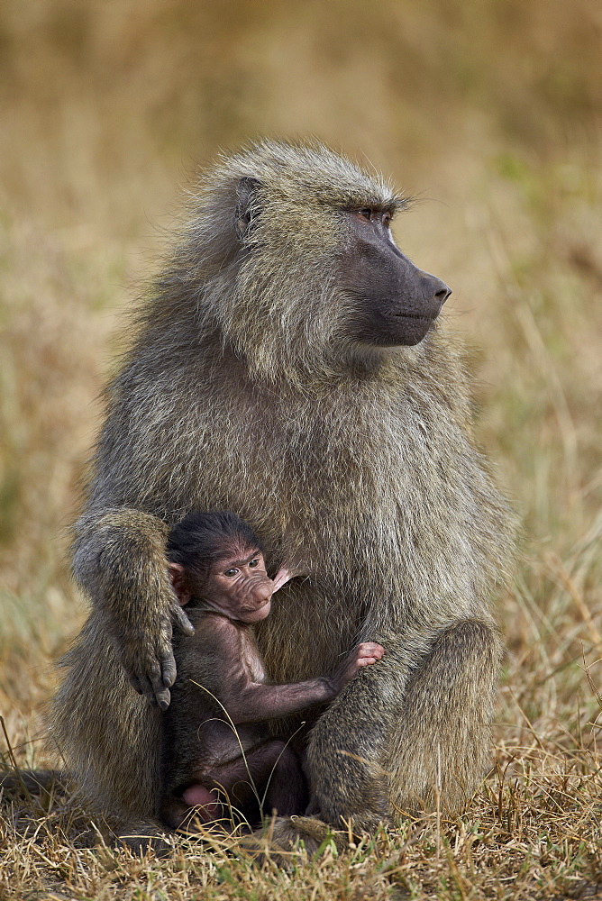 Olive baboon (Papio cynocephalus anubis) nursing, Serengeti National Park, Tanzania, East Africa, Africa 