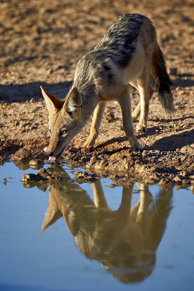 Black-backed jackal (silver-backed jackal) (Canis mesomelas) drinking, Kgalagadi Transfrontier Park, encompassing the former Kalahari Gemsbok National Park, South Africa, Africa 