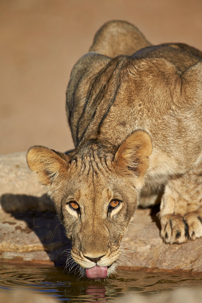 Lion (Panthera leo) cub drinking, Kgalagadi Transfrontier Park, encompassing the former Kalahari Gemsbok National Park, South Africa, Africa 