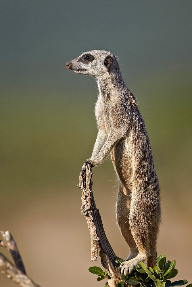 Meerkat (suricate) (Suricata suricatta) on sentry duty, Addo Elephant National Park, South Africa, Africa