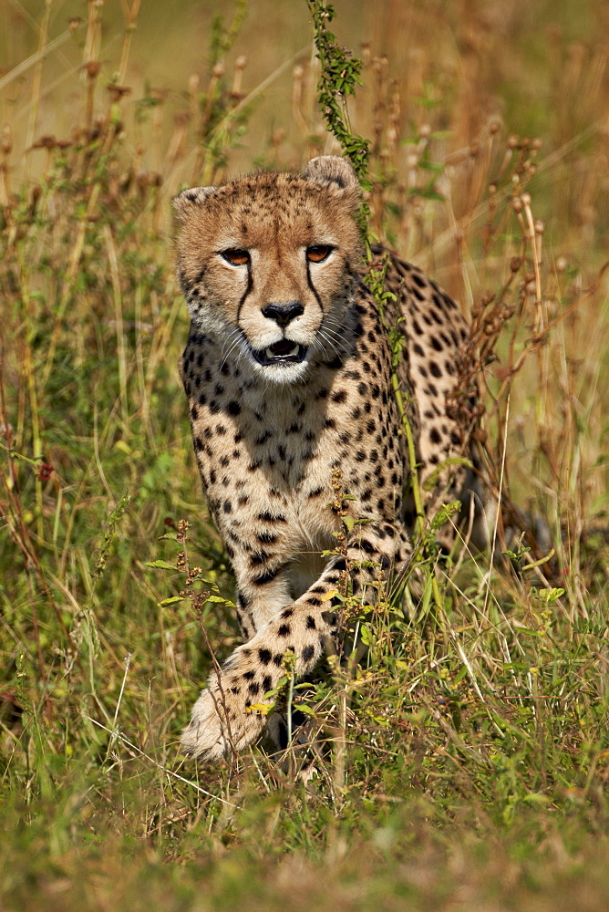 Cheetah (Acinonyx jubatus), Kruger National Park, South Africa, Africa