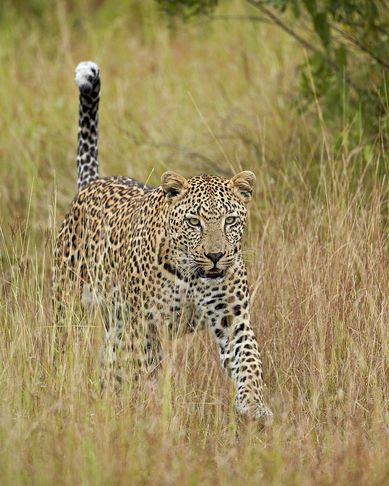 Leopard (Panthera pardus) walking through dry grass with his tail up, Kruger National Park, South Africa, Africa