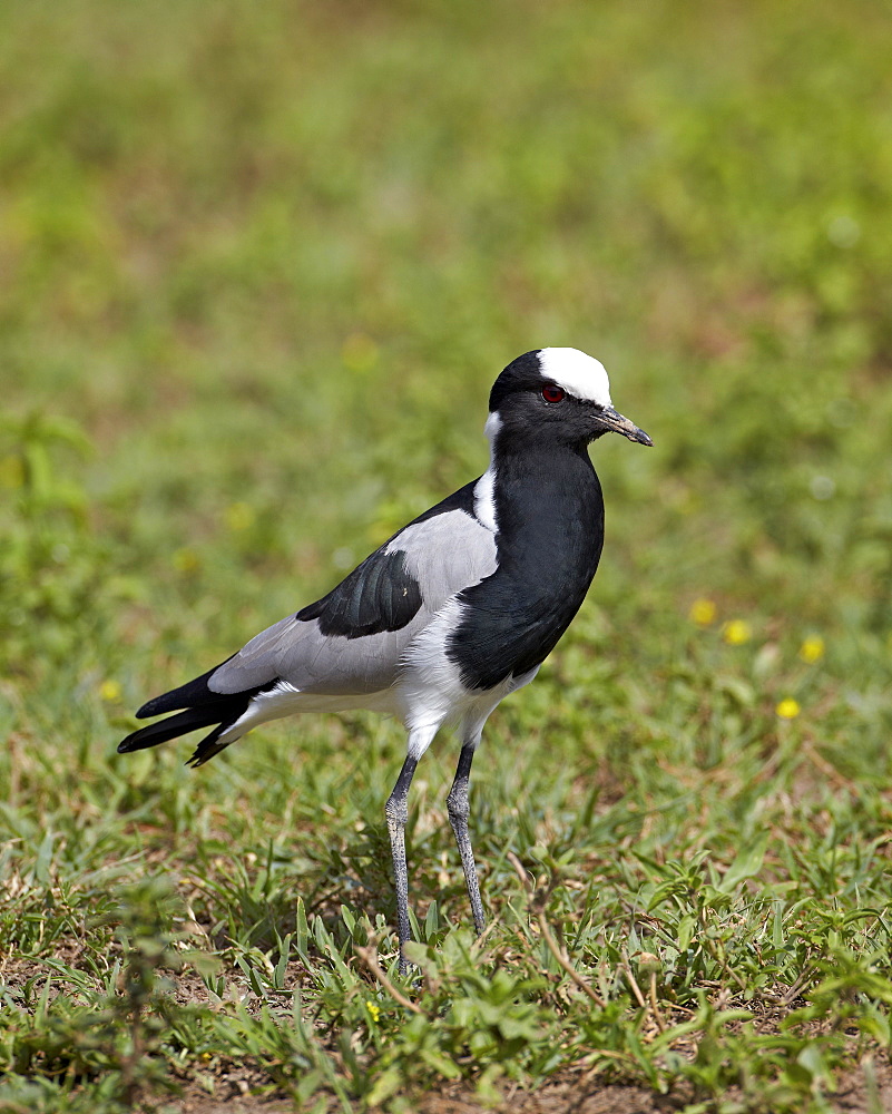 Blacksmith plover (blacksmith lapwing) (Vanellus armatus), Ngorongoro Crater, Tanzania, East Africa, Africa 