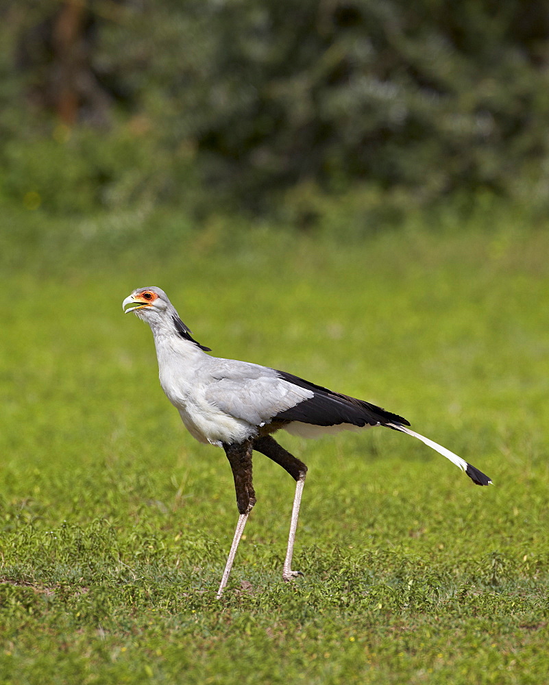 Secretarybird (Sagittarius serpentarius), Ngorongoro Crater, Tanzania, East Africa, Africa 