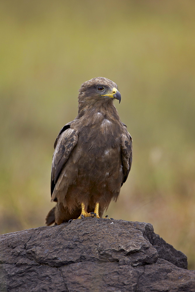 Black kite (Milvus migrans), Ngorongoro Crater, Tanzania, East Africa, Africa 