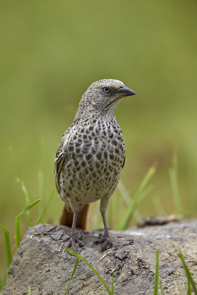 Rufus-tailed weaver (Histurgops ruficaudus), Ngorongoro Crater, Tanzania, East Africa, Africa 