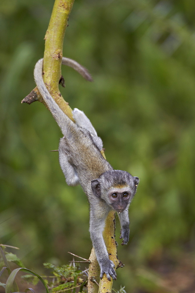 Young vervet monkey (Chlorocebus aethiops) climbing a tree, Ngorongoro Crater, Tanzania, East Africa, Africa 