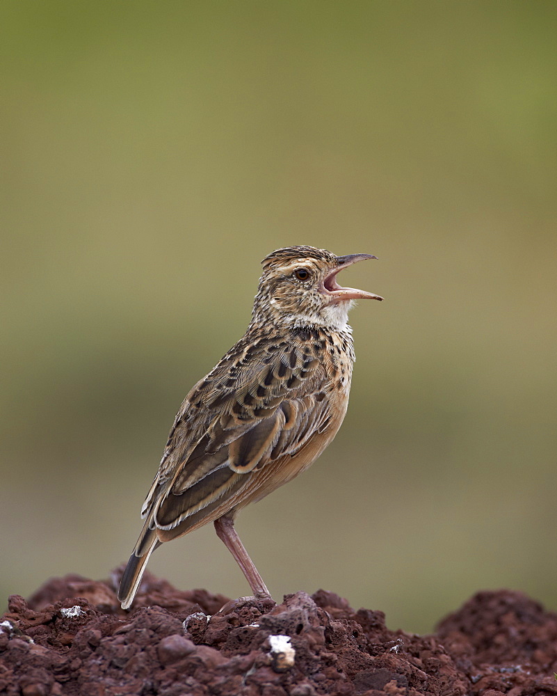 Rufous-naped lark (Mirafra africana), Ngorongoro Crater, Tanzania, East Africa, Africa 