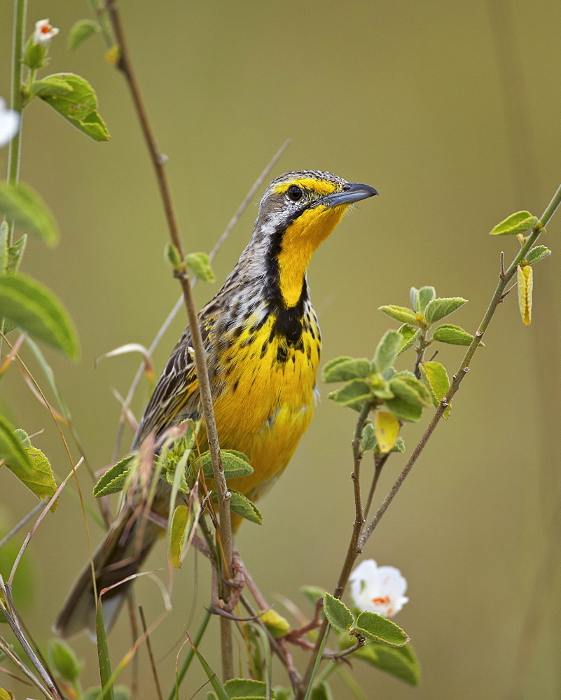 Yellow-throated longclaw (Macronyx croceus), Serengeti National Park, Tanzania, East Africa, Africa