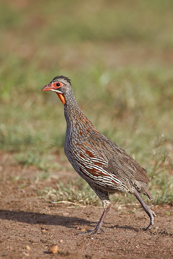 Grey-breasted spurfowl (gray-breasted spurfowl) (grey-breasted francoli) (gray-breasted francolin) (Francolinus rufopictus), Serengeti National Park, Tanzania, East Africa, Africa