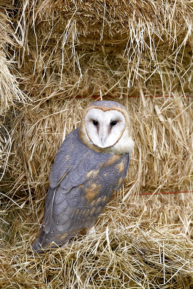 Barn owl (Tyto alba) in captivity on hay bales, Boulder County, Colorado, United States of America, North America