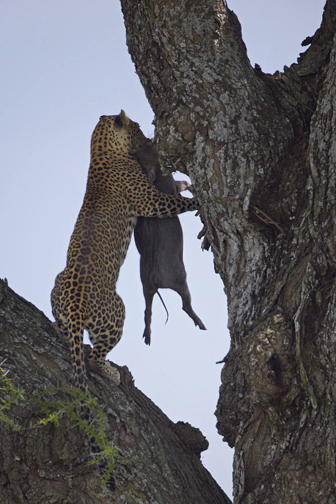 Leopard (Panthera pardus) carrying a warthog, Serengeti National Park, Tanzania, East Africa, Africa