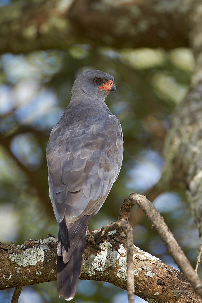 Dark chanting goshawk (Melierax metabates), Serengeti National Park, Tanzania, East Africa, Africa