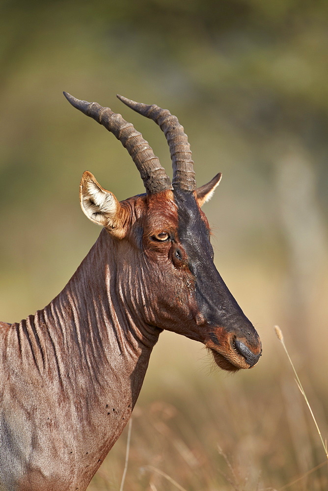 Topi (tsessebe) (Damaliscus lunatus), Serengeti National Park, Tanzania, East Africa, Africa