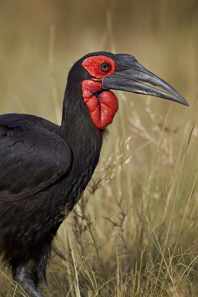 Southern Ground-Hornbill or Ground Hornbill (Bucorvus leadbeateri) adult, Serengeti National Park, Tanzania