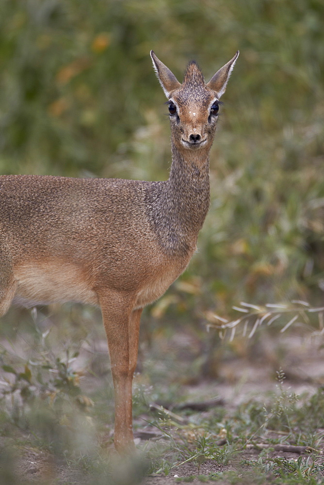 Female Kirk's dik dik (Kirk's dik-dik) (Madoqua kirkii), Serengeti National Park, Tanzania, East Africa, Africa