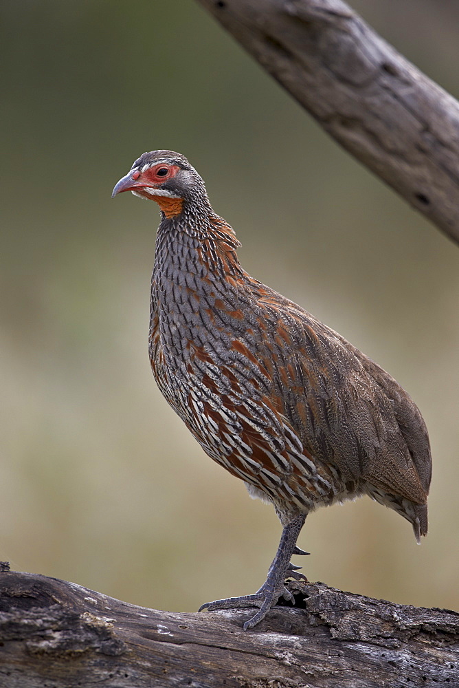 Grey-breasted spurfowl (gray-breasted spurfowl) (grey-breasted francoli) (gray-breasted francolin) (Francolinus rufopictus), Serengeti National Park, Tanzania, East Africa, Africa