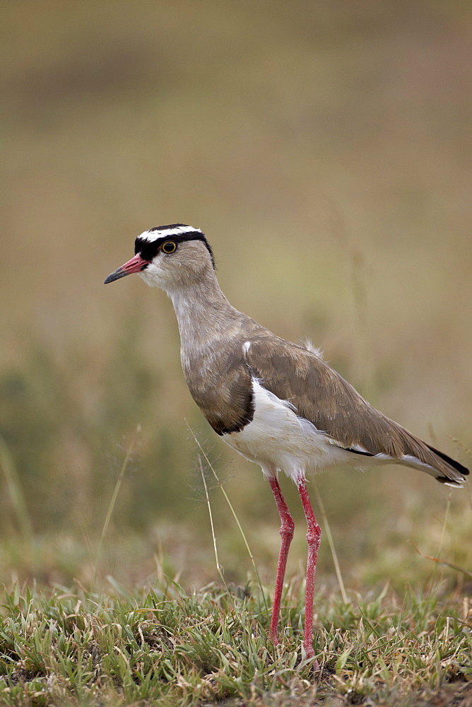 Crowned plover (crowned lapwing) (Vanellus coronatus), Serengeti National Park, Tanzania, East Africa, Africa