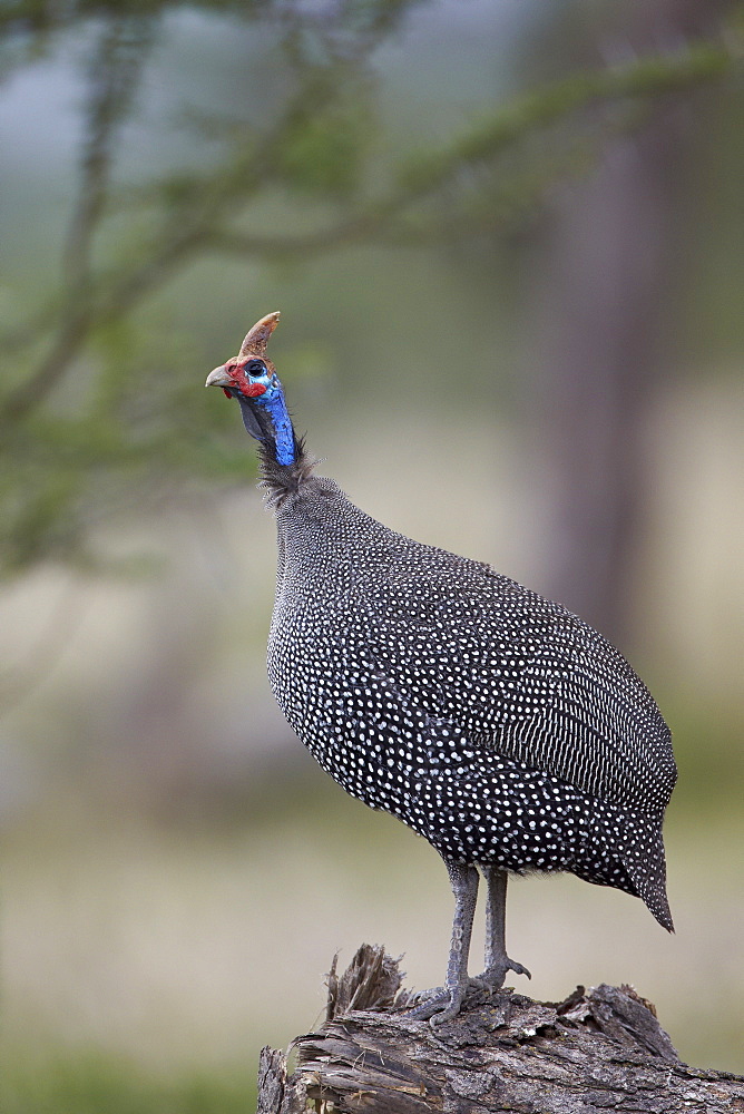 Helmeted guineafowl (Numida meleagris), Serengeti National Park, Tanzania, East Africa, Africa