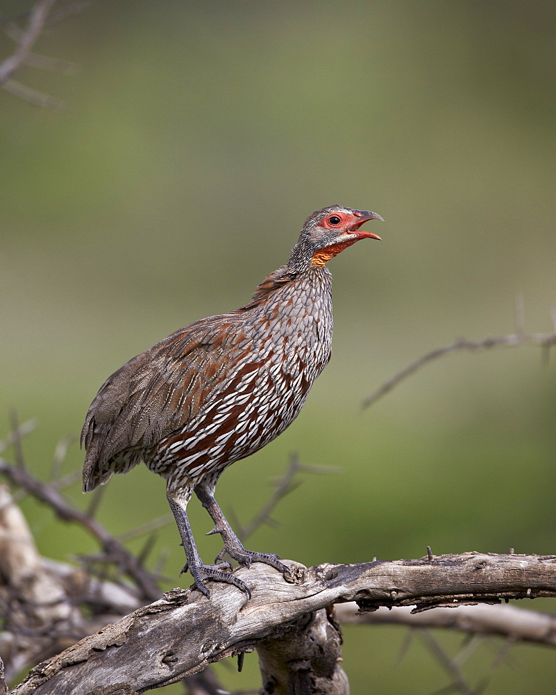 Grey-breasted spurfowl (gray-breasted spurfowl) (grey-breasted francoli) (gray-breasted francolin) (Francolinus rufopictus), Serengeti National Park, Tanzania, East Africa, Africa