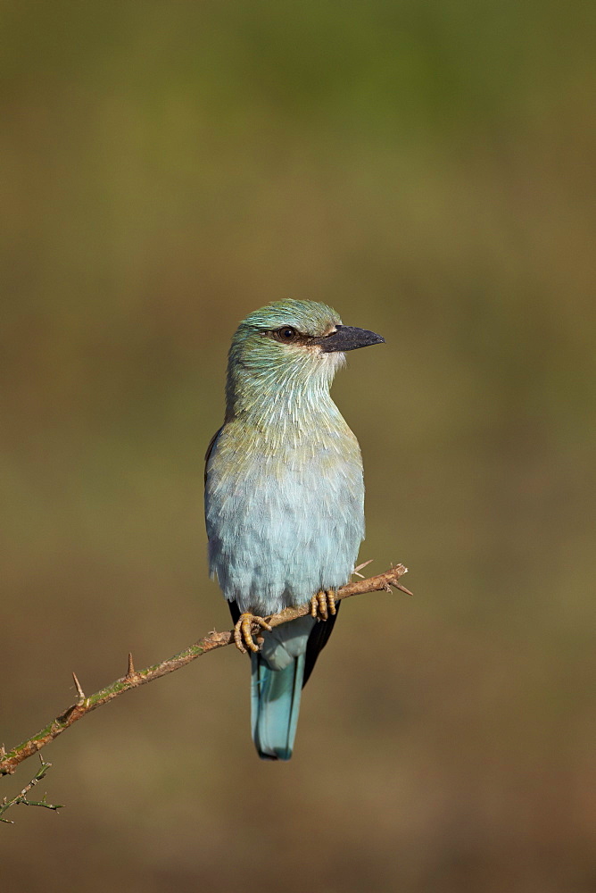 European roller (Coracias garrulus), Serengeti National Park, Tanzania, East Africa, Africa