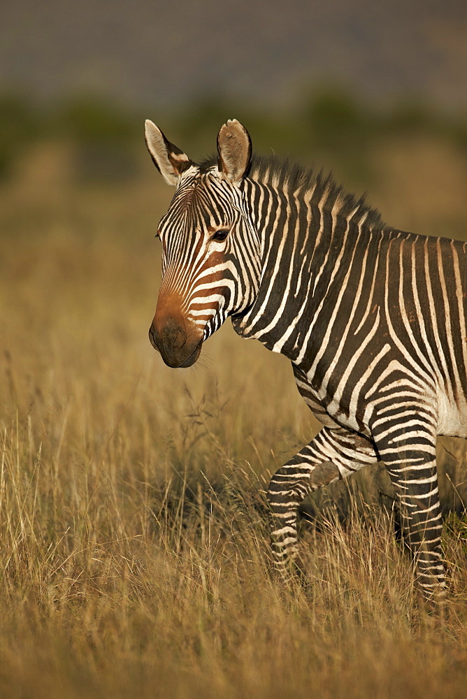 Cape mountain zebra (Equus zebra zebra), Mountain Zebra National Park, South Africa, Africa 