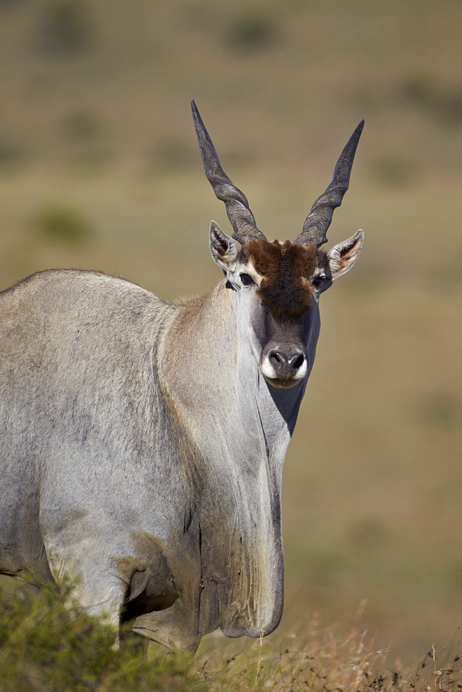 Common eland (Taurotragus oryx) buck, Mountain Zebra National Park, South Africa, Africa 