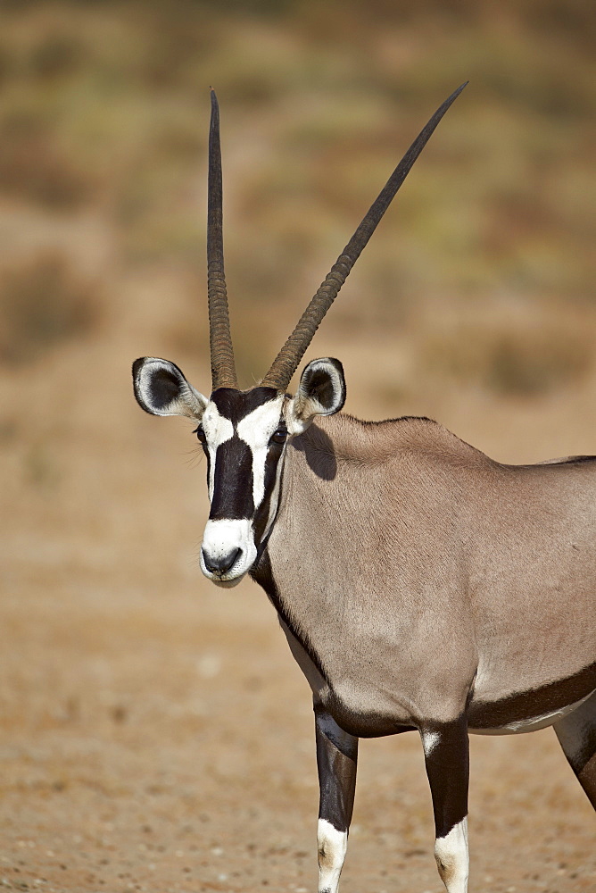 Gemsbok (South African oryx) (Oryx gazella), Kgalagadi Transfrontier Park, encompassing the former Kalahari Gemsbok National Park, South Africa, Africa 