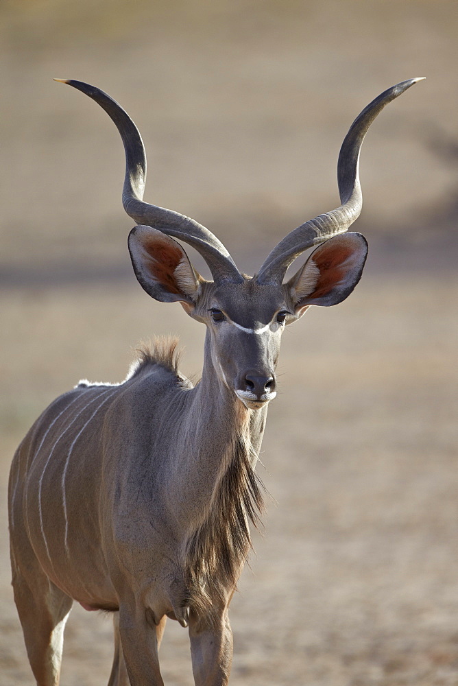 Greater kudu (Tragelaphus strepsiceros) buck, Kgalagadi Transfrontier Park, encompassing the former Kalahari Gemsbok National Park, South Africa, Africa 