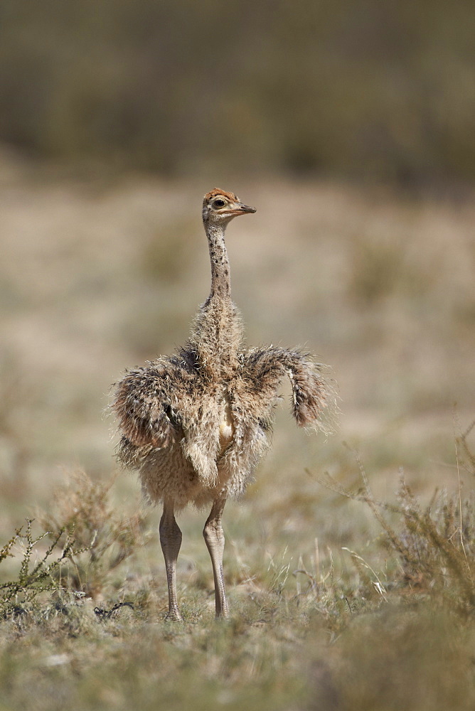 Common ostrich (Struthio camelus) chick, Kgalagadi Transfrontier Park, encompassing the former Kalahari Gemsbok National Park, South Africa, Africa 