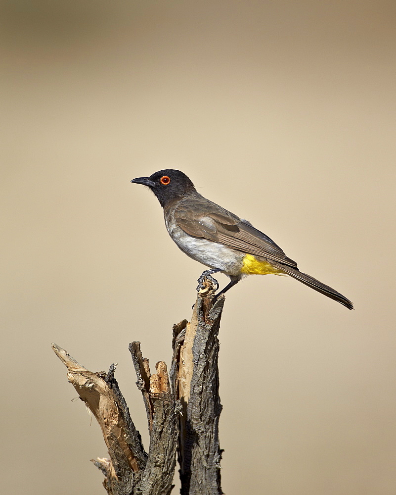 African red-eyed bulbul (black-fronted bulbul) (Pycnonotus nigricans), Kgalagadi Transfrontier Park, encompassing the former Kalahari Gemsbok National Park, South Africa, Africa 