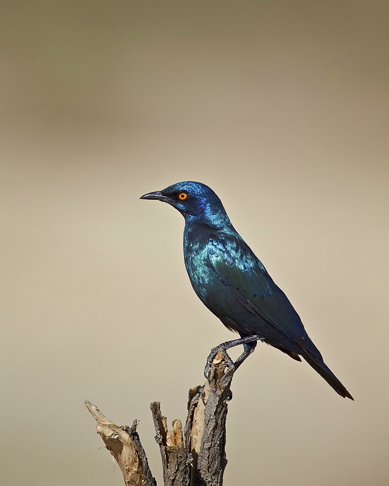 Cape glossy starling (Lamprotornis nitens), Kgalagadi Transfrontier Park, encompassing the former Kalahari Gemsbok National Park, South Africa, Africa 