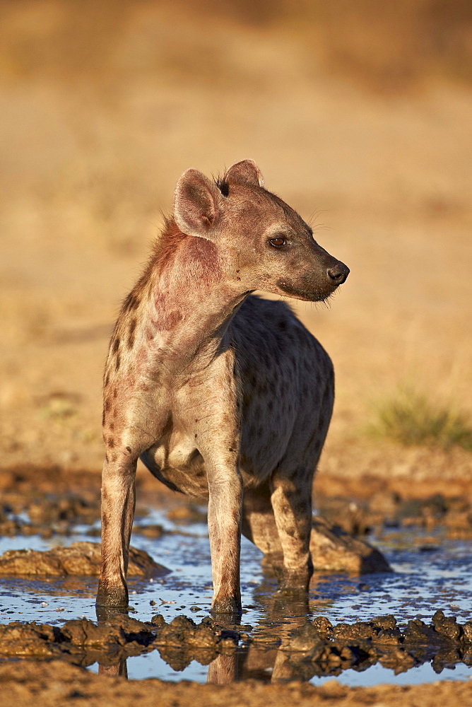 Spotted hyena) (spotted hyaena) (Crocuta crocuta), Kgalagadi Transfrontier Park, encompassing the former Kalahari Gemsbok National Park, South Africa, Africa 