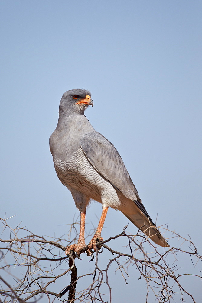 Southern pale chanting goshawk (Melierax canorus), Kgalagadi Transfrontier Park, encompassing the former Kalahari Gemsbok National Park, South Africa, Africa 