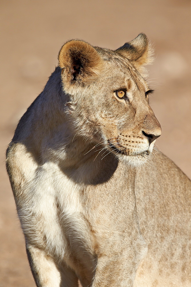 Young male lion (Panthera leo), Kgalagadi Transfrontier Park, encompassing the former Kalahari Gemsbok National Park, South Africa, Africa 