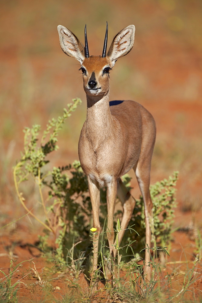 Steenbok (Raphicerus campestris) buck, Kgalagadi Transfrontier Park, encompassing the former Kalahari Gemsbok National Park, South Africa, Africa 