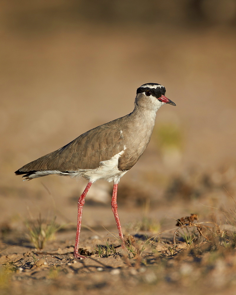 Crowned plover (crowned lapwing) (Vanellus coronatus), Kgalagadi Transfrontier Park, encompassing the former Kalahari Gemsbok National Park, South Africa, Africa 