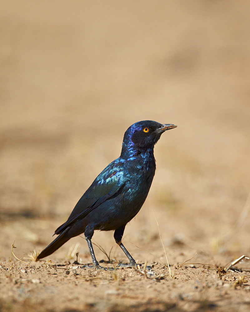 Cape glossy starling (Lamprotornis nitens), Kgalagadi Transfrontier Park, encompassing the former Kalahari Gemsbok National Park, South Africa, Africa 