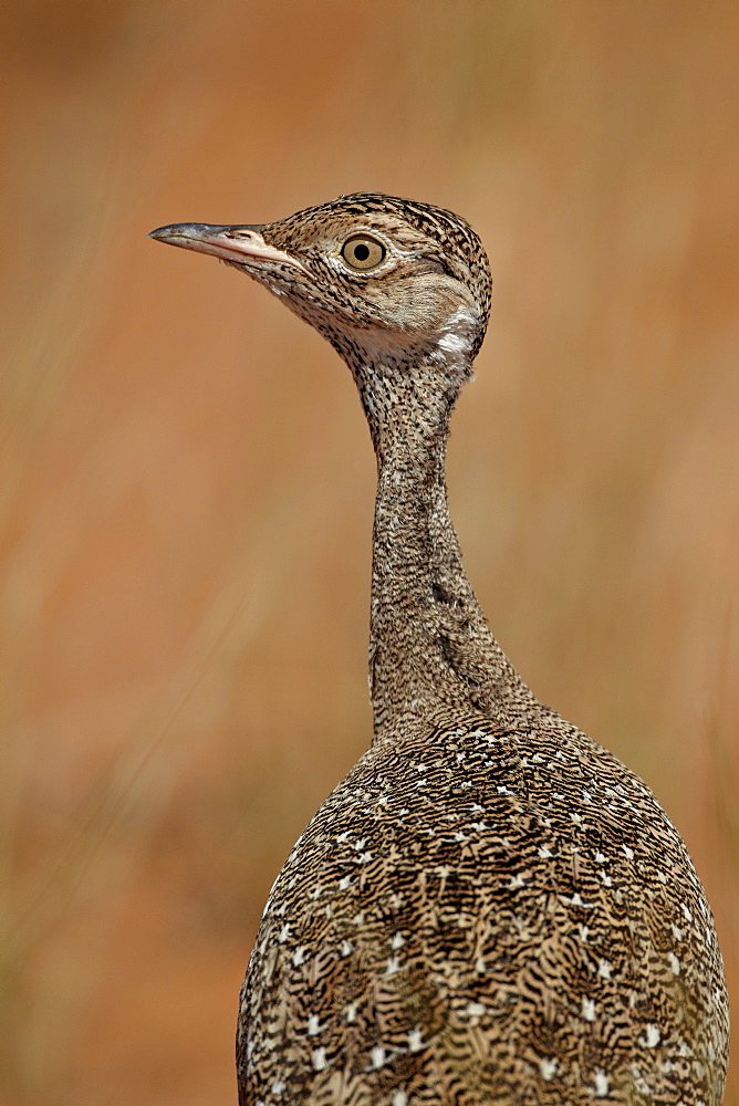 Female Northern black korhaan (Eupodotis afraoides), Kgalagadi Transfrontier Park, encompassing the former Kalahari Gemsbok National Park, South Africa, Africa 