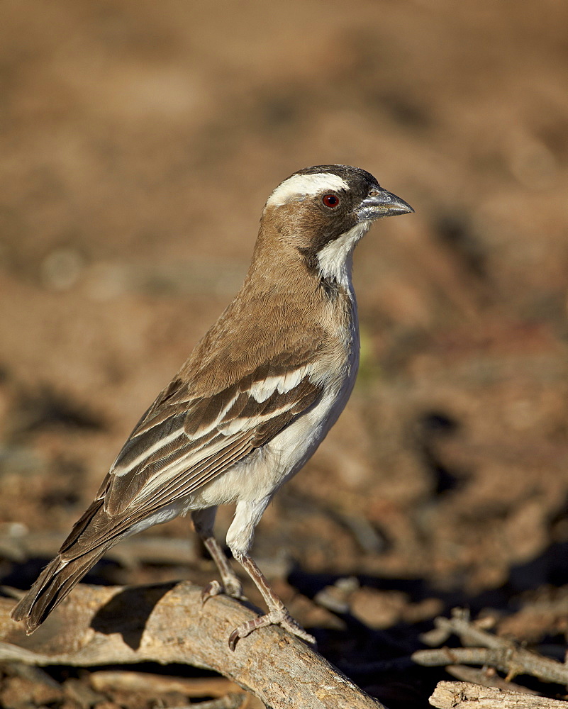 White-browed sparrow-weaver (Plocepasser mahali), Kgalagadi Transfrontier Park, encompassing the former Kalahari Gemsbok National Park, South Africa, Africa 