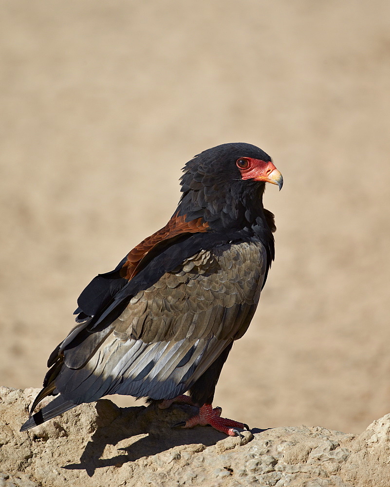 Bateleur (Terathopius ecaudatus), Kgalagadi Transfrontier Park, encompassing the former Kalahari Gemsbok National Park, South Africa, Africa 