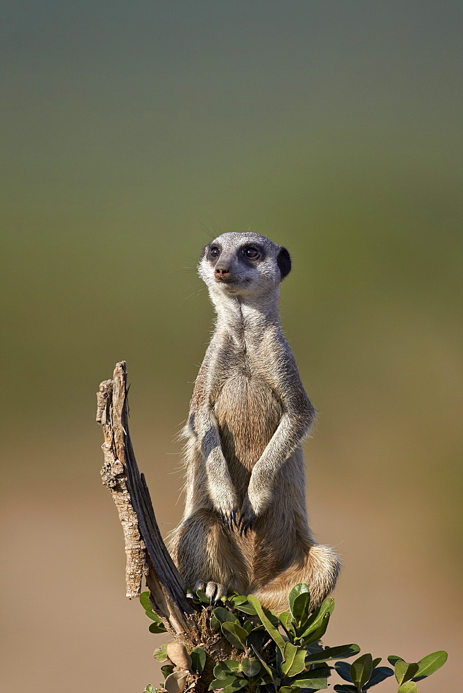 Meerkat (suricate) (Suricata suricatta), Addo Elephant National Park, South Africa, Africa