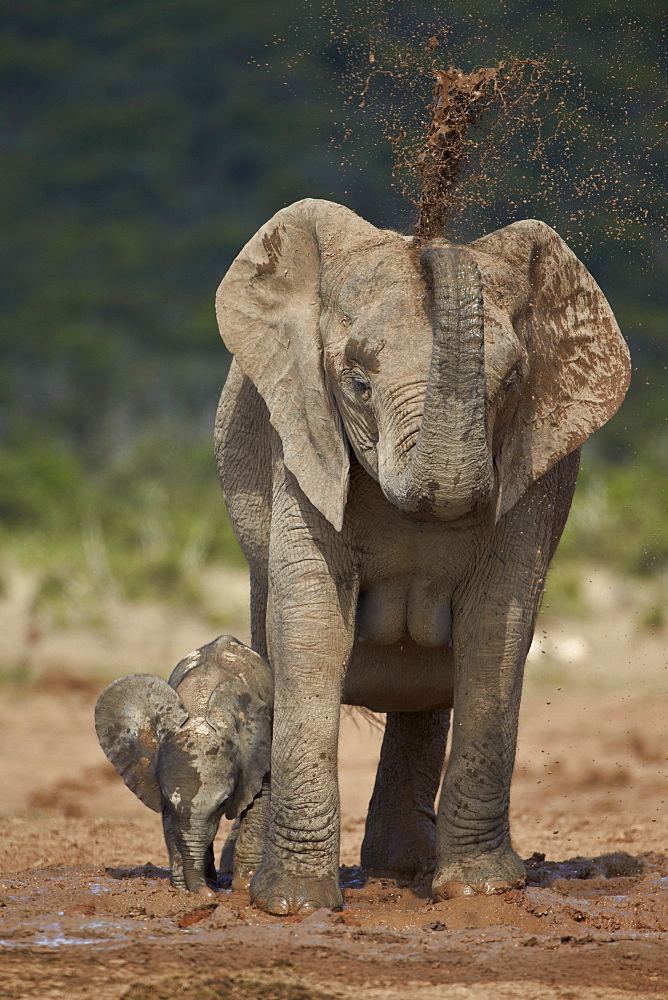 African elephant (Loxodonta africana) mother showering, Addo Elephant National Park, South Africa, Africa