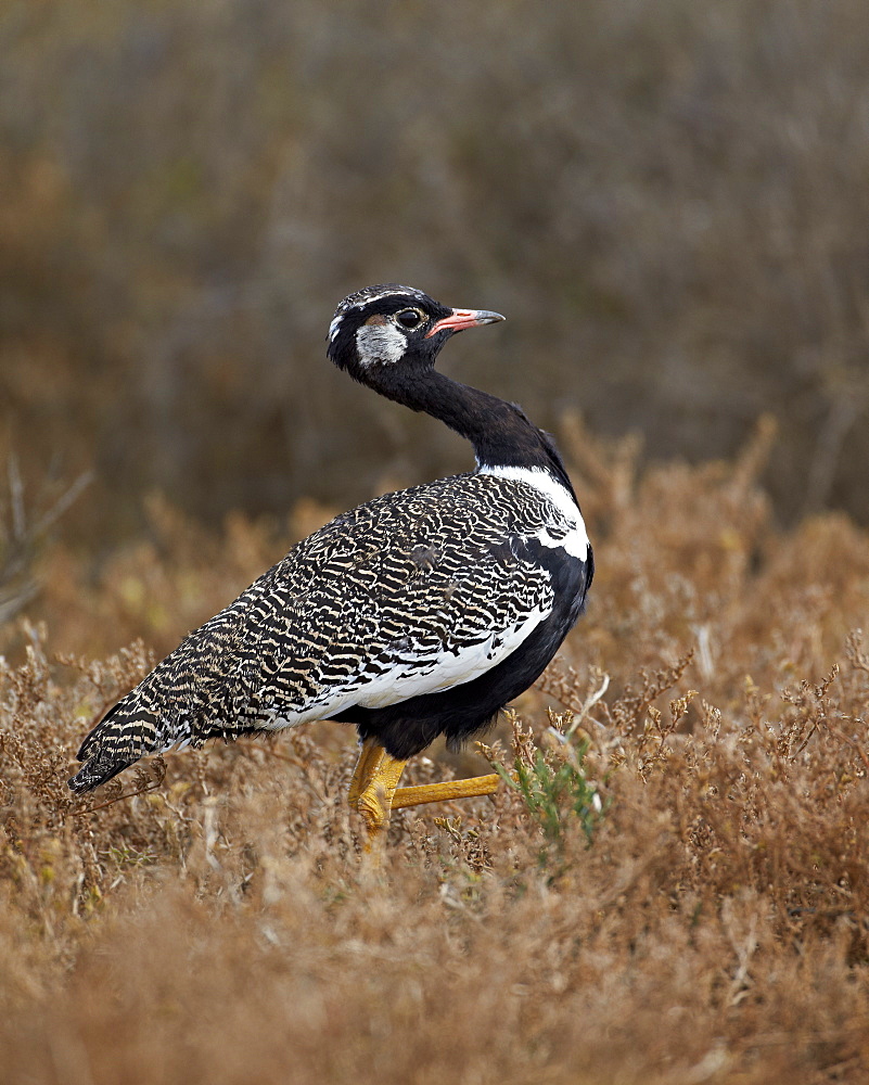 Male Southern black korhaan (Eupodotis afra), Addo Elephant National Park, South Africa, Africa