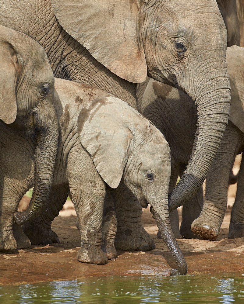 Baby African elephant (Loxodonta africana) drinking, Addo Elephant National Park, South Africa, Africa