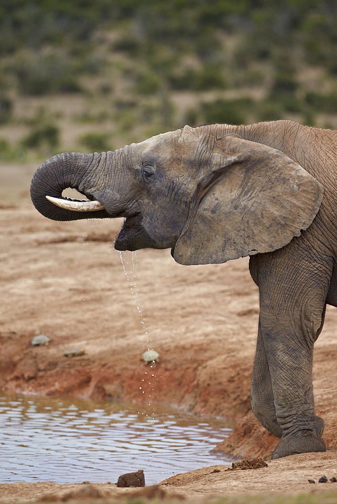 African elephant (Loxodonta africana) drinking, Addo Elephant National Park, South Africa, Africa