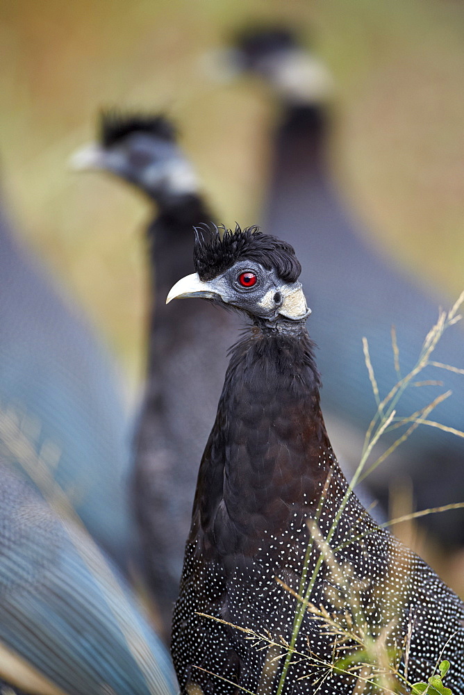 Crested guineafowl (Guttera pucherani), Imfolozi Game Reserve, South Africa, Africa