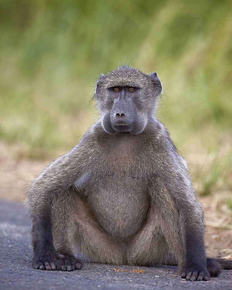 Chacma baboon (Papio ursinus) with its cheeks full of food, Hluhluwe Game Reserve, South Africa, Africa