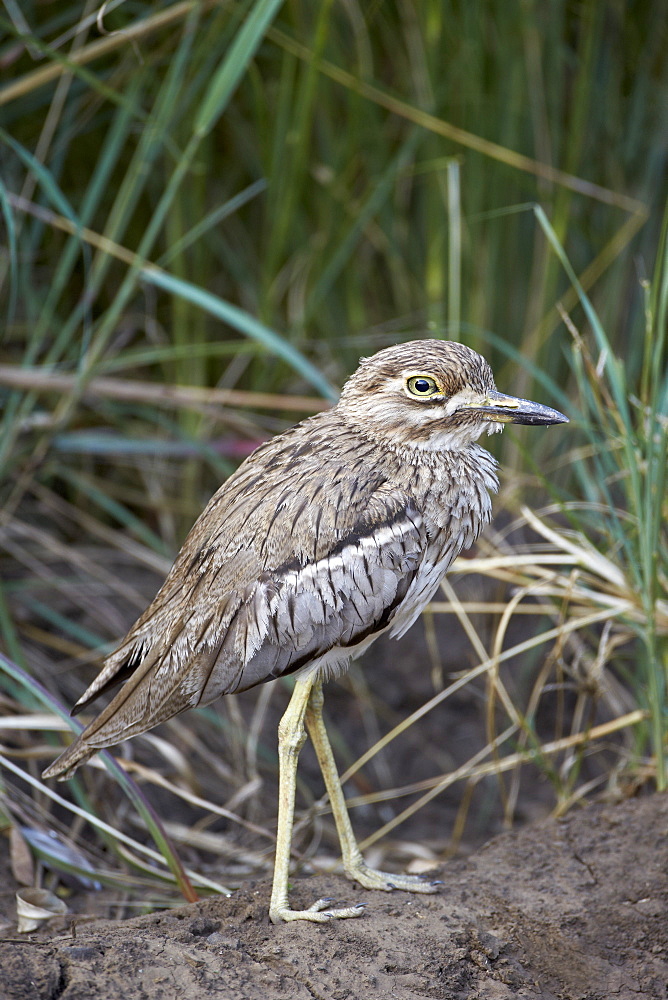 Water thickknee (water dikkop) (Burhinus vermiculatus), Hluhluwe Game Reserve, South Africa, Africa